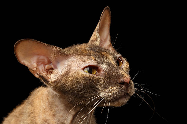 istock Closeup Peterbald Sphynx Cat Curiosity Looking on Black 485441578