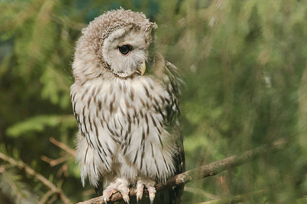 istock Ural owl on a branch in a zoo 485442224