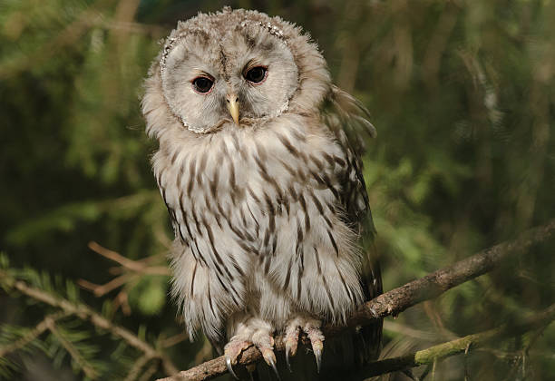 istock Ural owl on a branch in a zoo 485442226