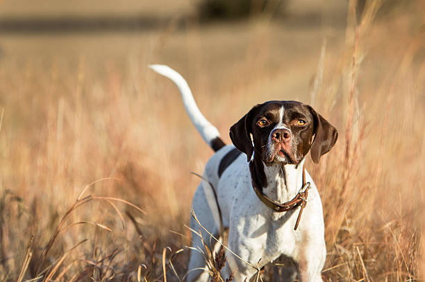apportierhund - pheasant hunting fotos stock-fotos und bilder