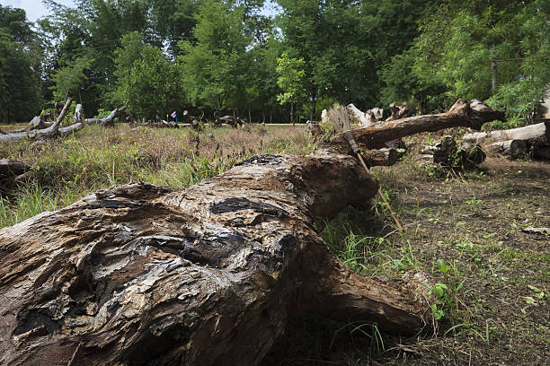 istock Shallow of Depth on Dead Trees in the forest park. 485442354