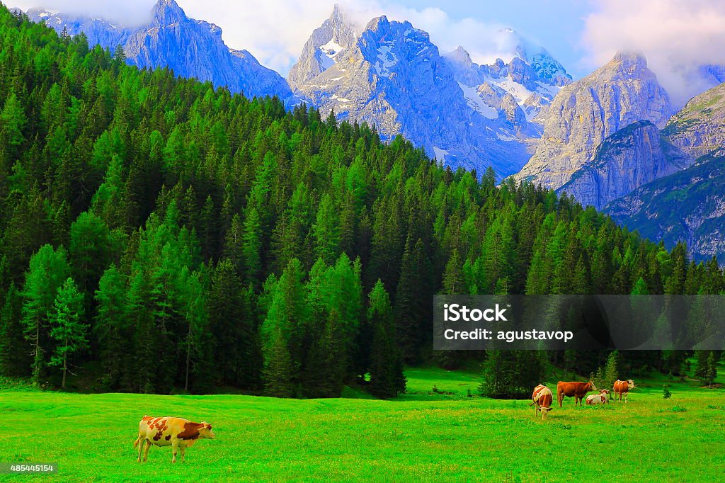 Dolomites, South Tirol - cows at meadow and alpine pinnacles STELVIO PASS - STELVIO PASS & DOLOMITES photo collection: Germany Stock Photo