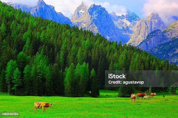 Dolomites South Tirol Cows At Meadow And Alpine Pinnacles Stock Photo - Download Image Now