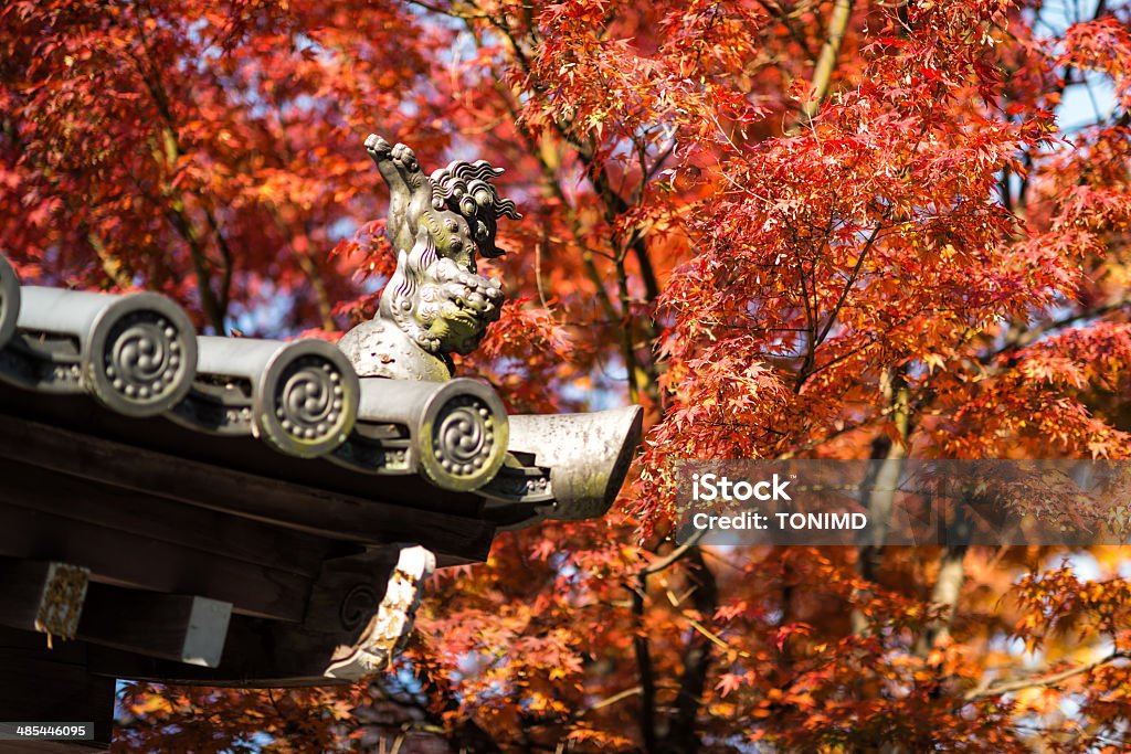 Evening Autumn Japanese Maple Leaves Autumn Stock Photo