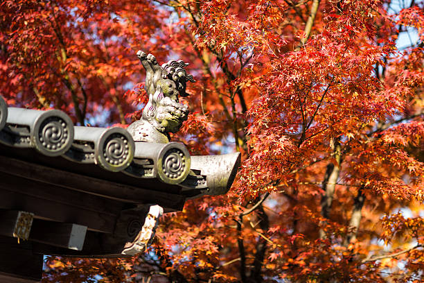 Evening Autumn Japanese Maple Leaves stock photo