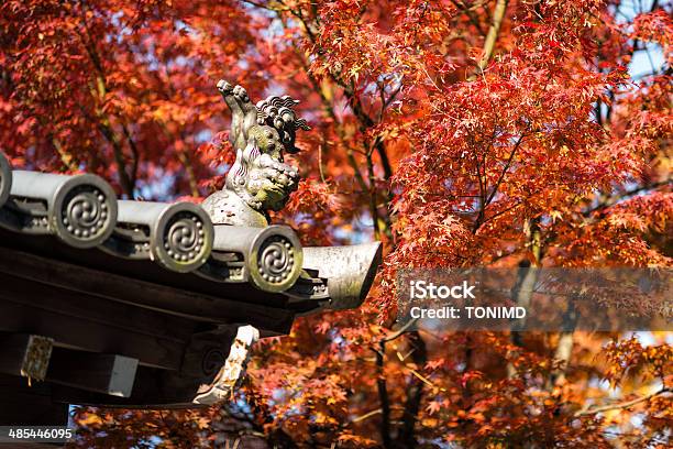 Evening Autumn Japanese Maple Leaves Stock Photo - Download Image Now - Autumn, Autumn Leaf Color, Back Lit