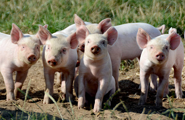 Piglets in a group looking at the photograper