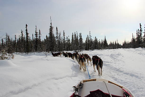 Dog-sledding (mushing) in Alaska from rider's point-of-view Dog-sledding or mushing in Fairbanks, Alaska in winter.  Huskie mutts pulling a 1-man sleigh. Picture taken from rider's perspective.   fairbanks photos stock pictures, royalty-free photos & images