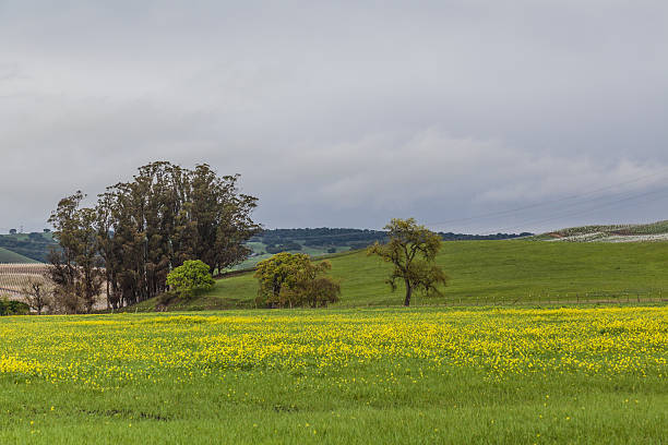 The Yellow valley I Petaluma fields during spring while raining late afternoon petaluma stock pictures, royalty-free photos & images