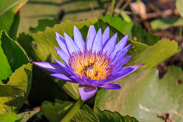 istock Bees in Lotus Flower 485449137