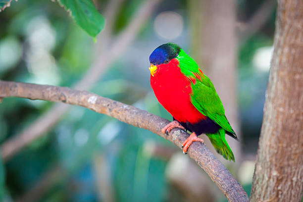 Collared Lory of the Fiji Islands Collared Lory of the Fiji Islands on a Branch. lorikeet photos stock pictures, royalty-free photos & images