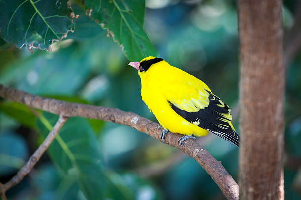 istock Black-naped Oriole of Eastern Asia 485449177