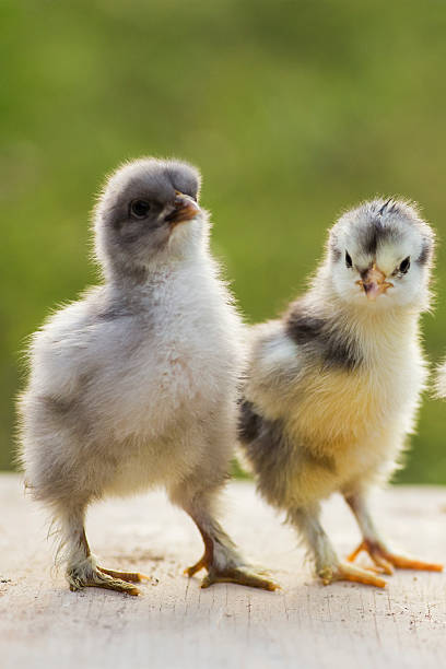 istock blue cochin baby chicks 485449253