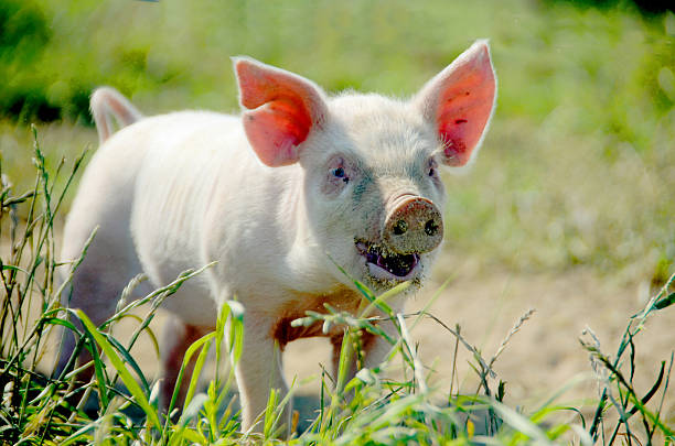 istock Organic piglet who wants to play 485449916