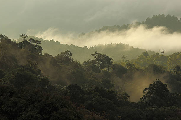 istock jungle forest and mountain with mist 485450208