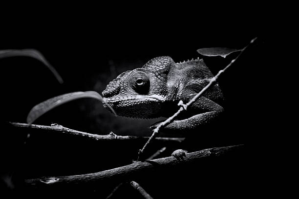 istock Panther Chameleon Furcifer Pardalis black / white 485450393