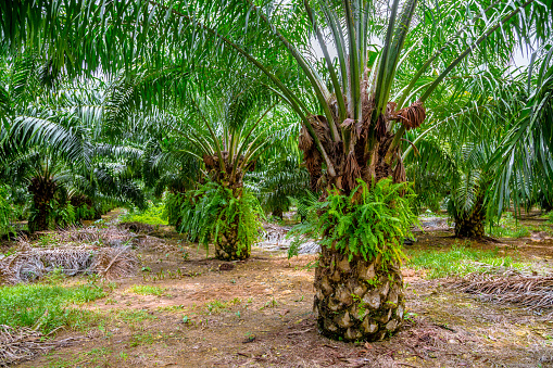 Palm Farm