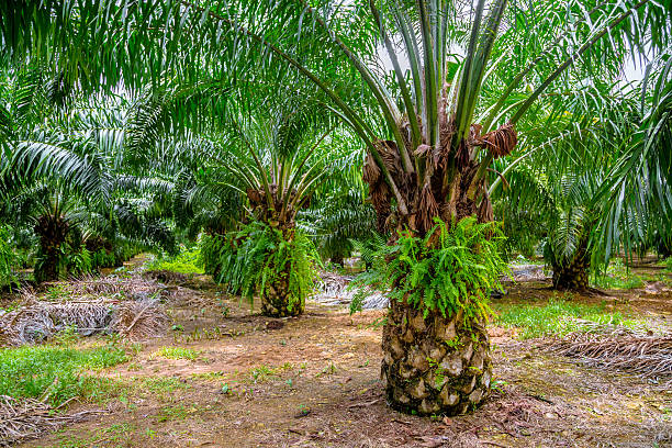 palm ферма - striped farm asia backdrop стоковые фото и изображения