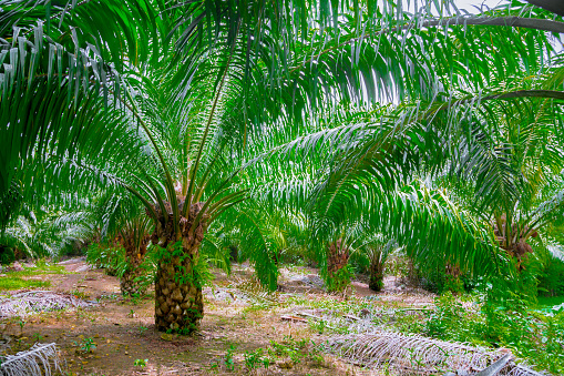 Palm Farm