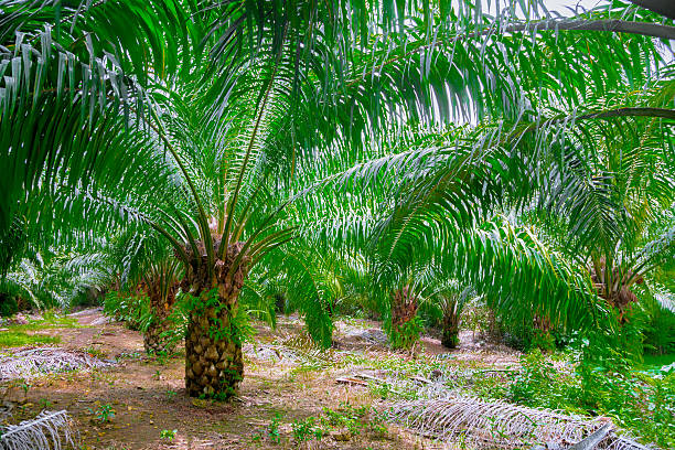 пальмовое масло плантация - striped farm asia backdrop стоковые фото и изображения