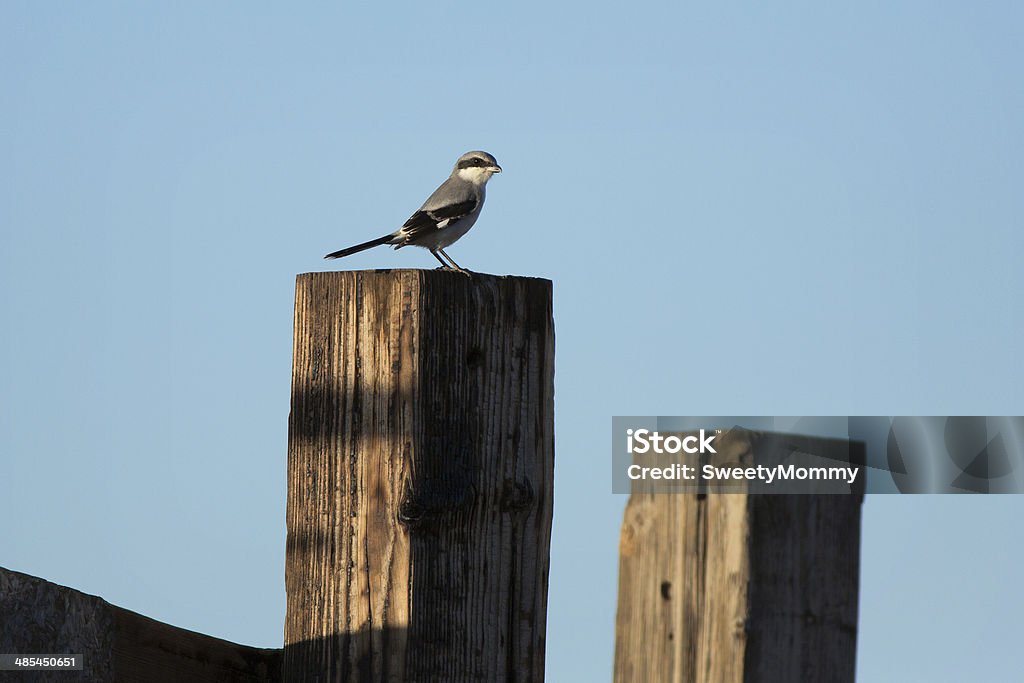 Shrike-cabeçuda - Royalty-free Animal Foto de stock