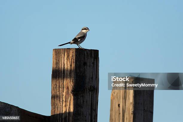 Shrikecabeçuda - Fotografias de stock e mais imagens de Animal - Animal, Ao Ar Livre, Arizona