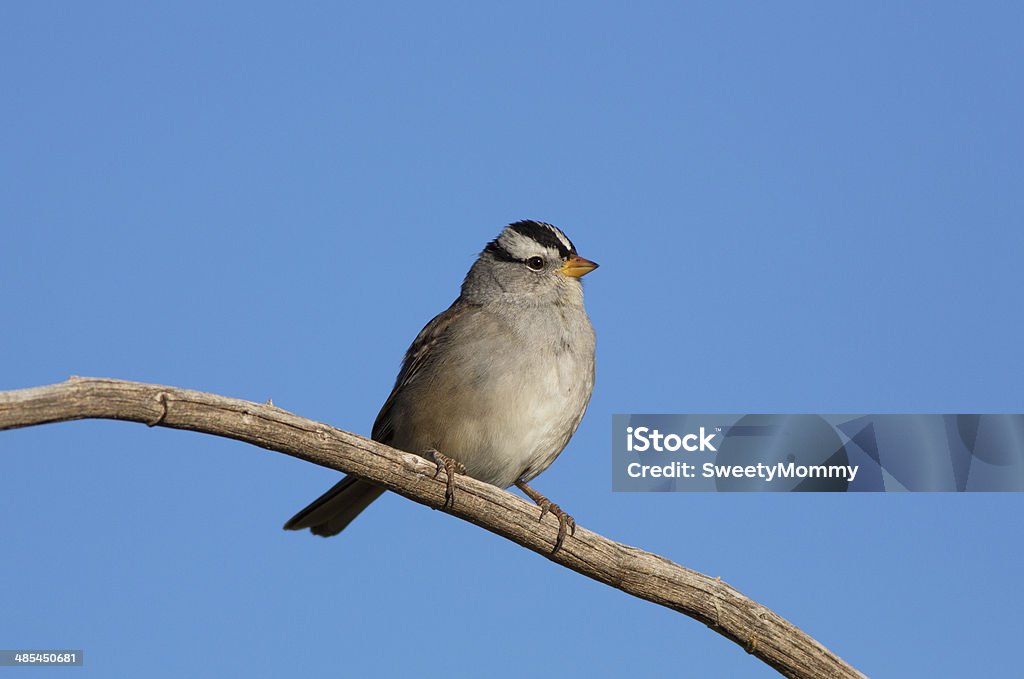 White-crowned Sparrow - Zbiór zdjęć royalty-free (Bez ludzi)