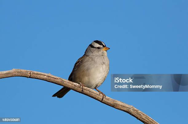 Whitecrowned Sparrow - zdjęcia stockowe i więcej obrazów Bez ludzi - Bez ludzi, Biały-koronowany Wróbel, Dzikie zwierzęta