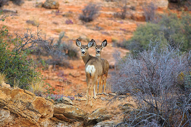 Arizona Desert Mule Deer A Mule Deer doe and fawn pose in their colorful desert habitat in Moccasin, Arizona. mule deer stock pictures, royalty-free photos & images