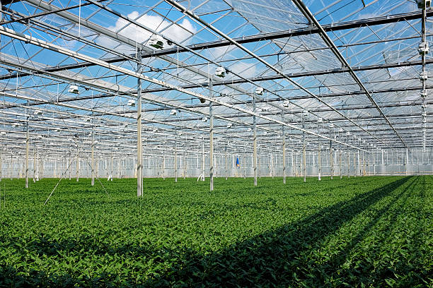 istock young plants in greenhouse 485451077