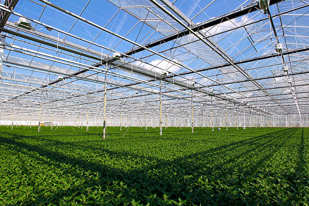 istock Young plants in greenhouse 485451087