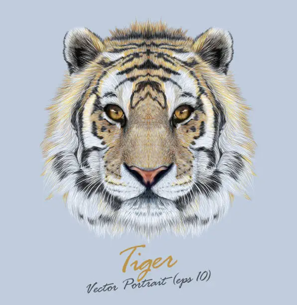 Vector illustration of Vector Portrait of a Tiger on blue background