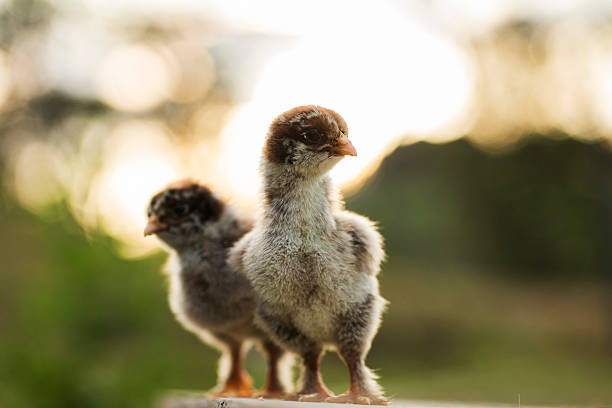 istock Partridge cochin baby chicks 485452275