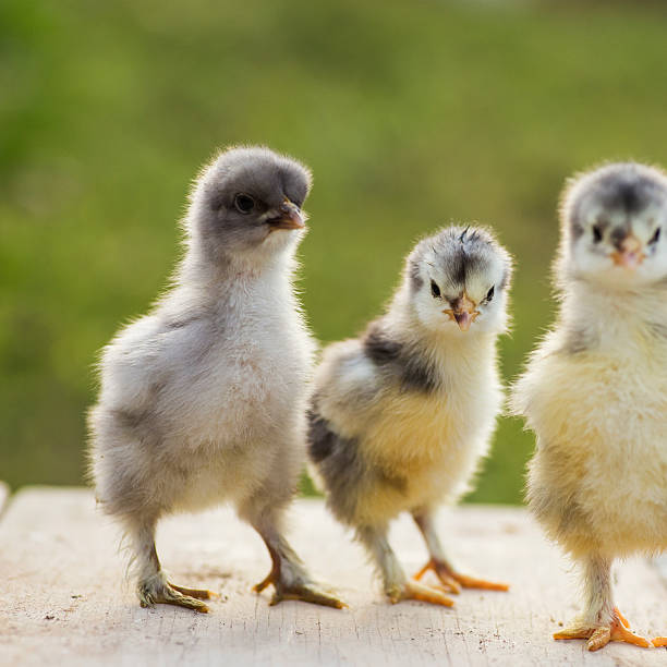 istock blue cochin baby chicks 485452279