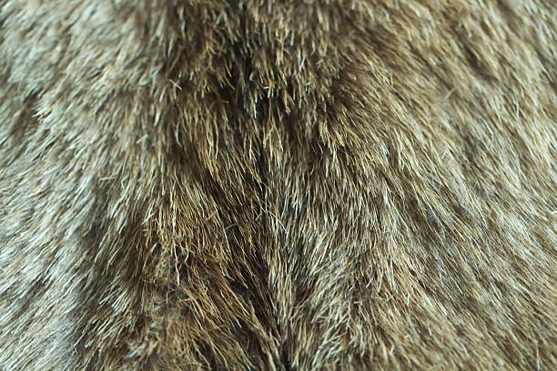 istock Wild animal brown fur - close up 485452698