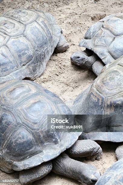 Photo libre de droit de Seychelles Tortues Géantes banque d'images et plus d'images libres de droit de Tortue aquatique - Tortue aquatique, Animaux à l'état sauvage, Carapace de tortue