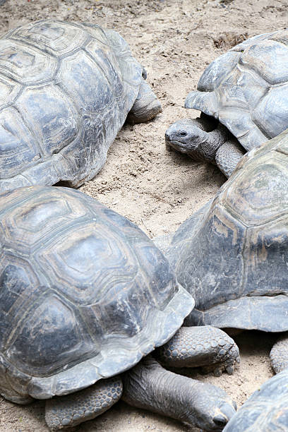 Seychelles Giant Tortoises on La Digue Island, Seychelles