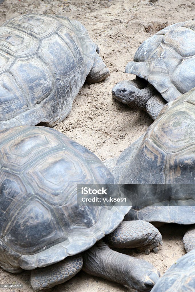 Seychelles Tartarugas gigantes - Foto de stock de Tartaruga royalty-free