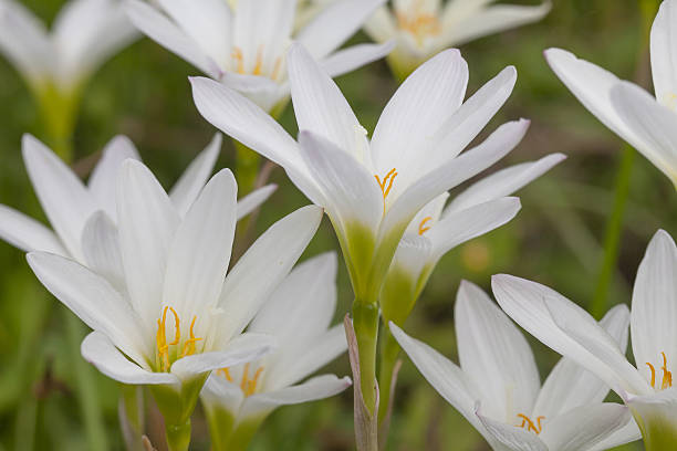 istock Beautiful white flowers in the garden 485452728