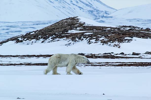 istock Polar bear in south Spitsbergen 485452754