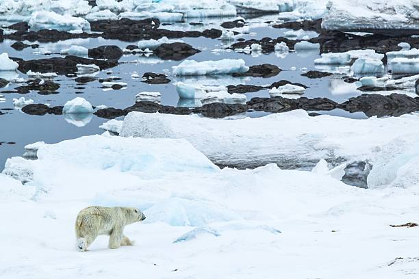 istock Polar bear in south Spitsbergen 485452756
