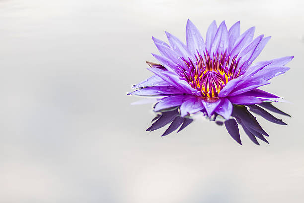 istock lotus flower A beautiful purple With  white background 485453000