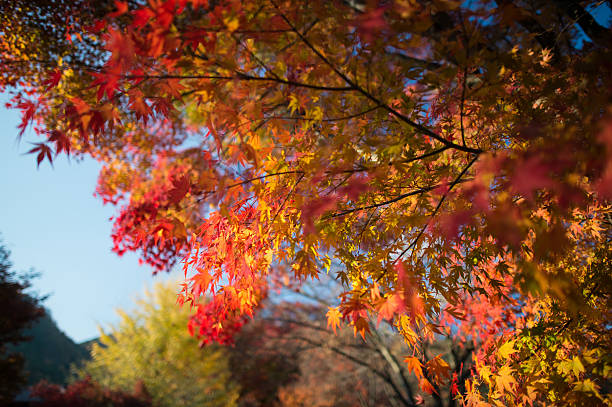 Evening Autumn Japanese Maple Leaves stock photo