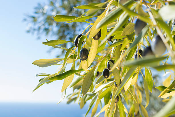 Ripe olives stock photo