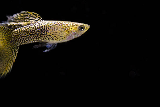 istock Swimming gold guppy 485453335
