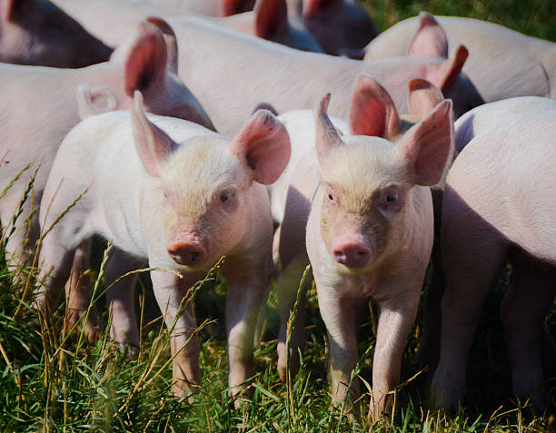 istock Organic Piglets in a group looking at the photograper 485453626