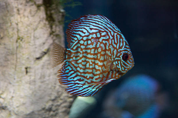 istock Underwater scene of bright colored tropical fish 485453722