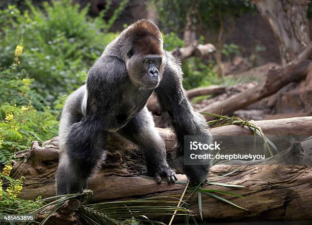 Gorilla At Zoo Stock Photo - Download Image Now - Gorilla, Silverback Gorilla, Animal Wildlife