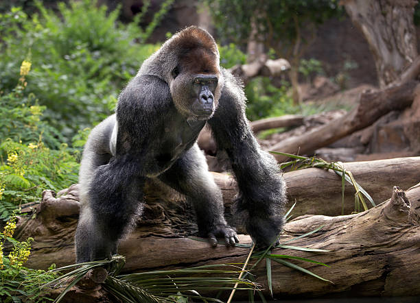 gorila no jardim zoológico - gorilla zoo animal silverback gorilla imagens e fotografias de stock