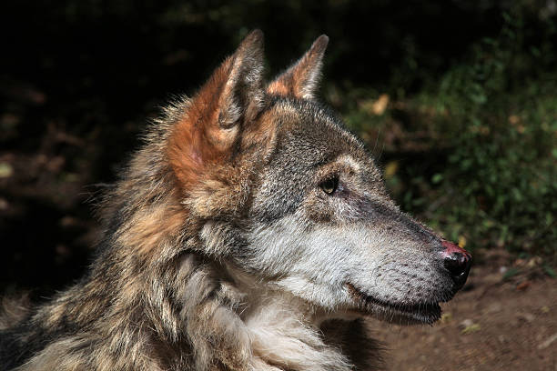 евразийская wolf (canis красная волчанка). - michele canini стоковые фото и изображения